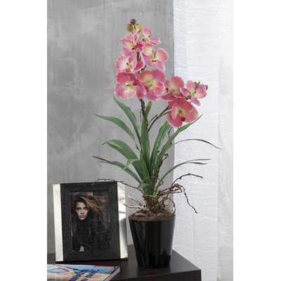 Vase C/ orchid 4c Sort D11xa58cm