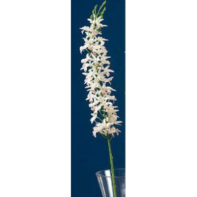 Orquídea blanca 45 flores x dic 116 cm
