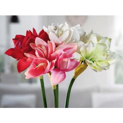 Amarilis 4 Flores 78cm 4 Cores Sortidas